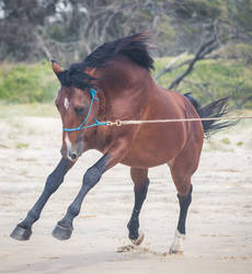 Leaping Dark Bay horse
