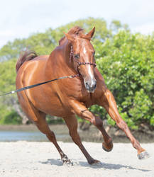 Chestnut Gelding