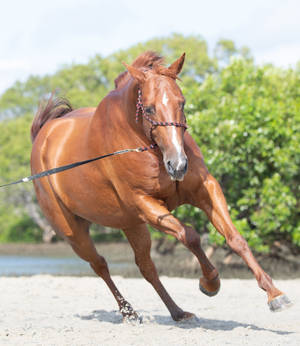 Chestnut Gelding