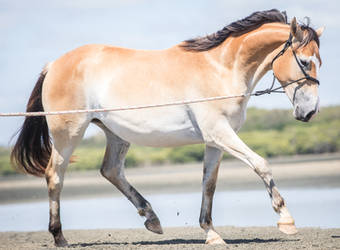 Bucksin/pangere coat Horse