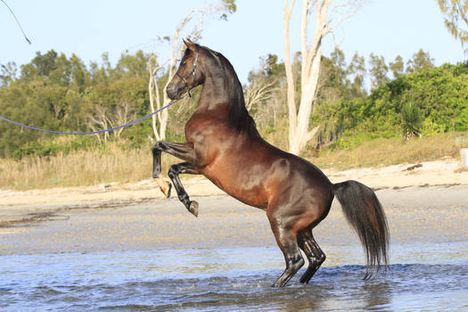 Arabian Horse rearing on beach