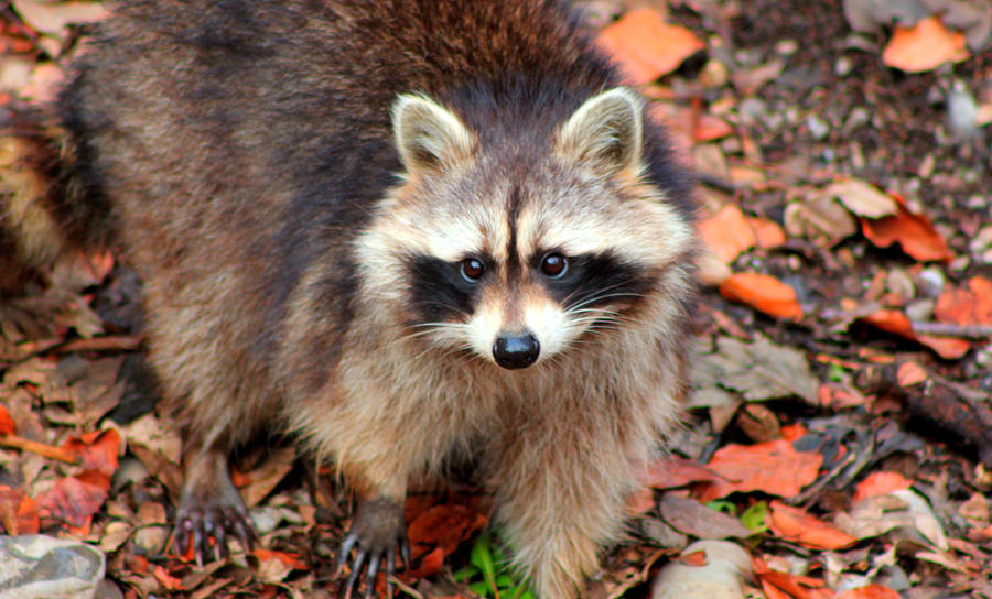 Racoon in Daehlhoelzli by Kenjus Racoon in Daehlhoelzli by Kenjus