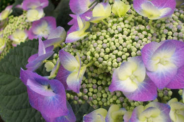 Purpley Green Flowers