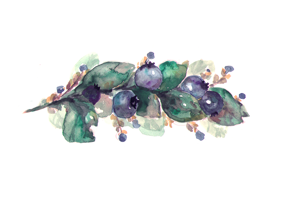 Blueberries watercolor