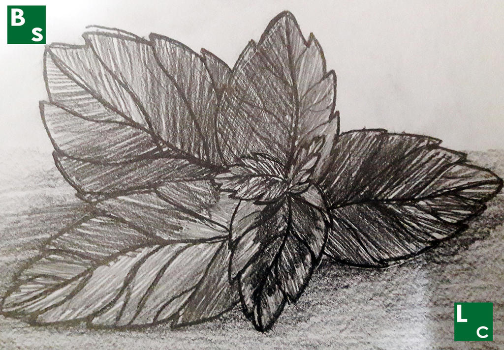 Basill Drawing my basilic drawing by Topologyst on DeviantArt