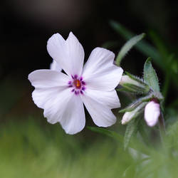 A little flower in the garden 