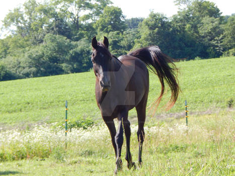 Egyptian Arabian