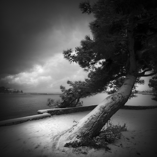 a tree and snow