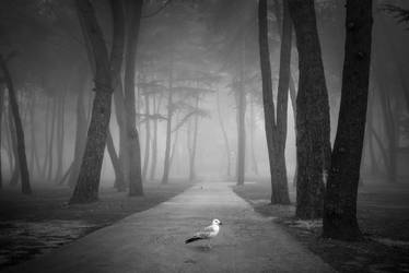 Fogy Afternoon