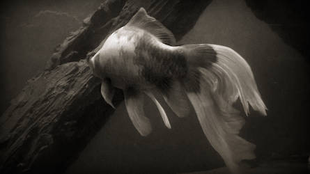 Flowing Dreeam