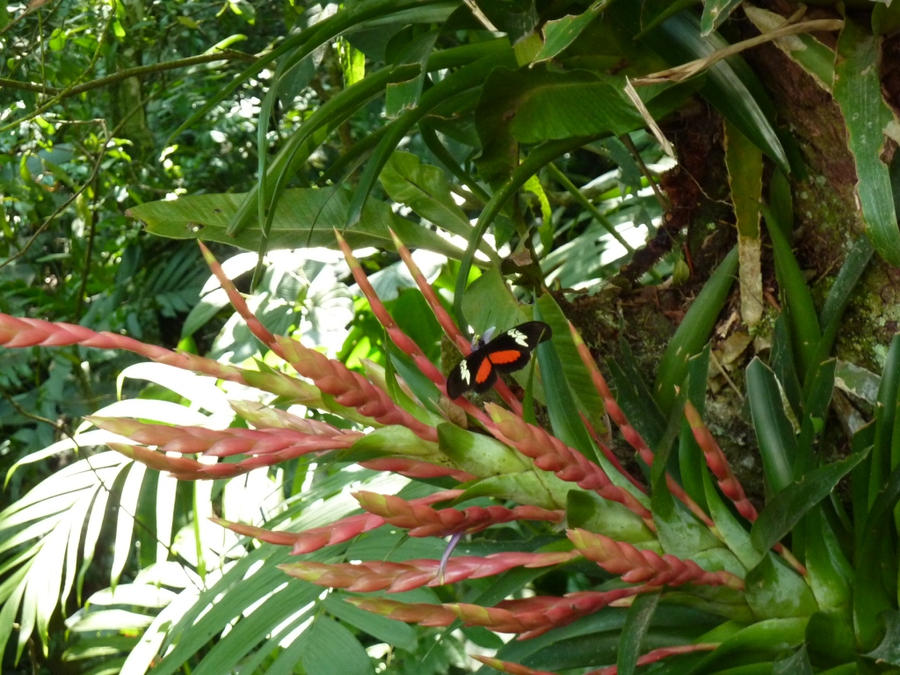 Mariposa negra con rojo-naranja