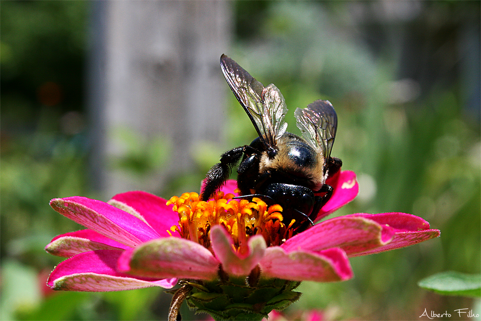 Sweaty BumbleBee