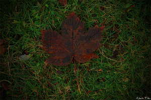 Rusty Leaf