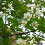 flowering tree