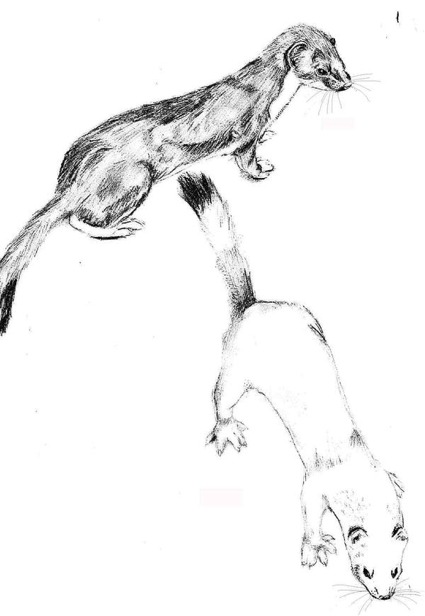 Short Tailed Weasel by Jealm on DeviantArt