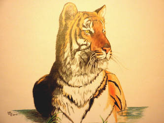 Tiger in Water