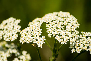 Yarrow Flowers