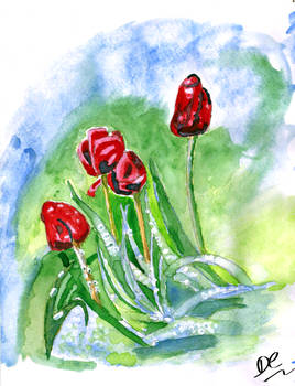 Tulips - Watercolour