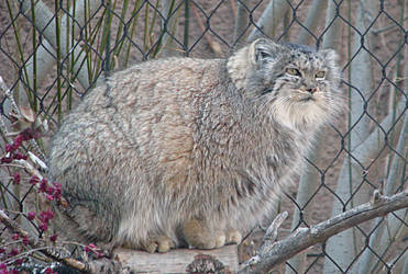 Pallas Cat