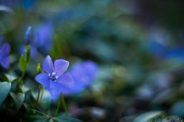 in blue