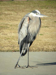 The Heron