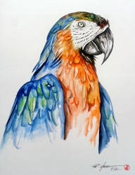 macaw