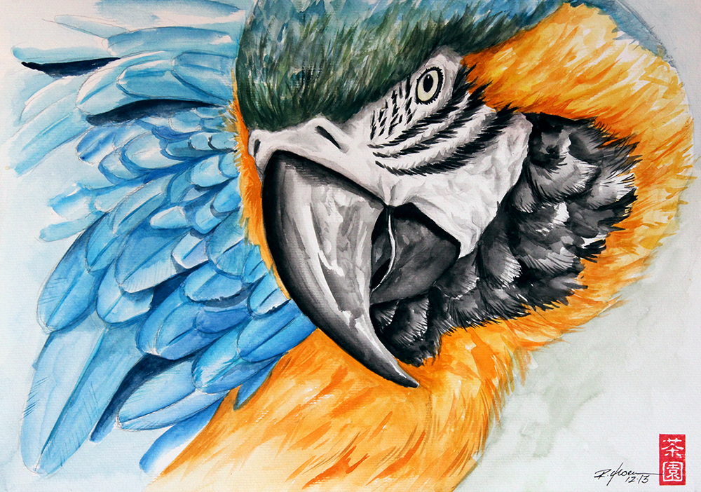 Macaw