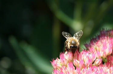 Apis melifera