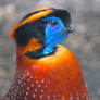 Temminck's Tragopan