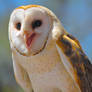 Happy Barn Owl