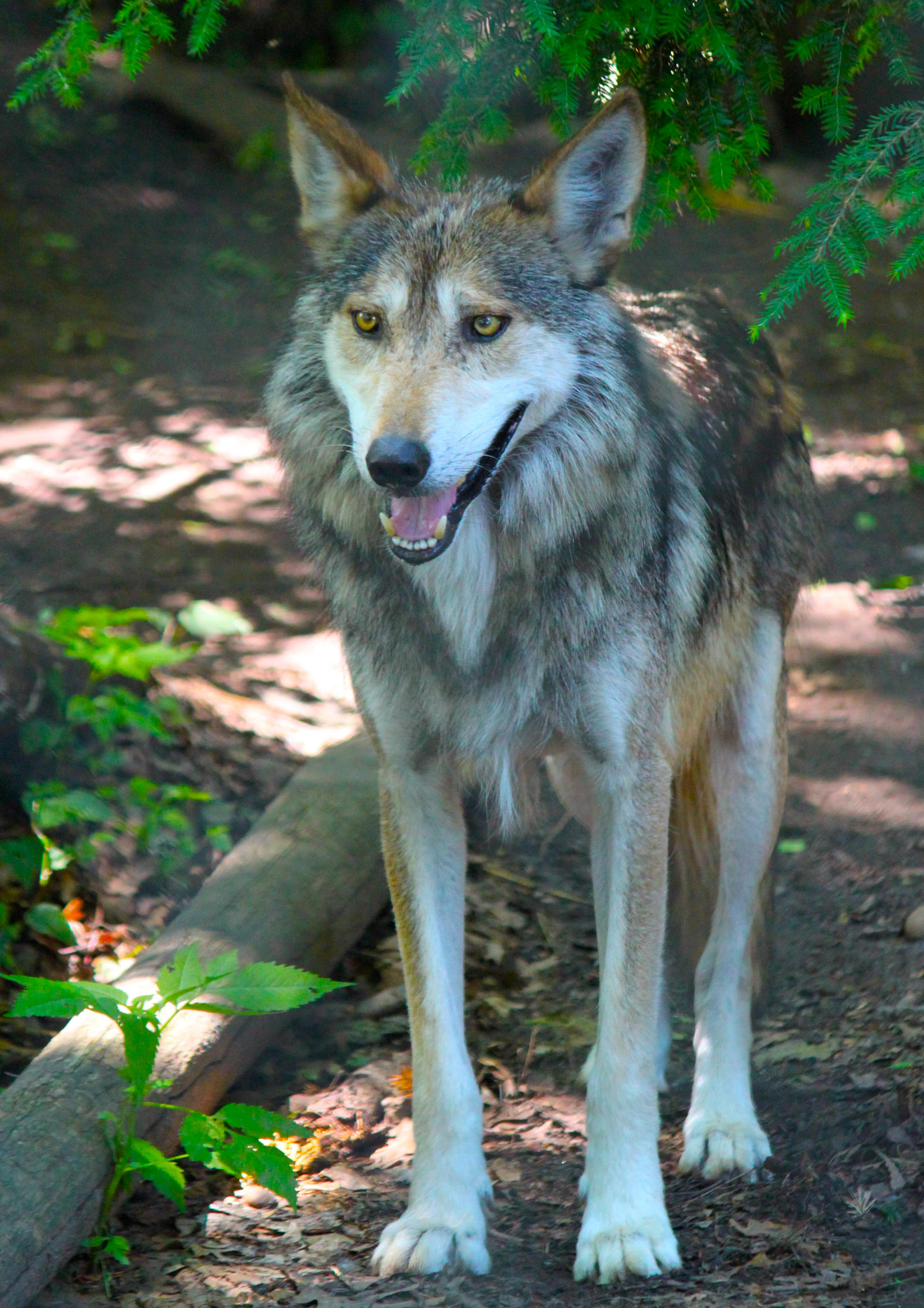 El Lobo