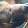 Two Toed Sloth