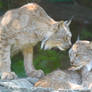 Kissy Lynx