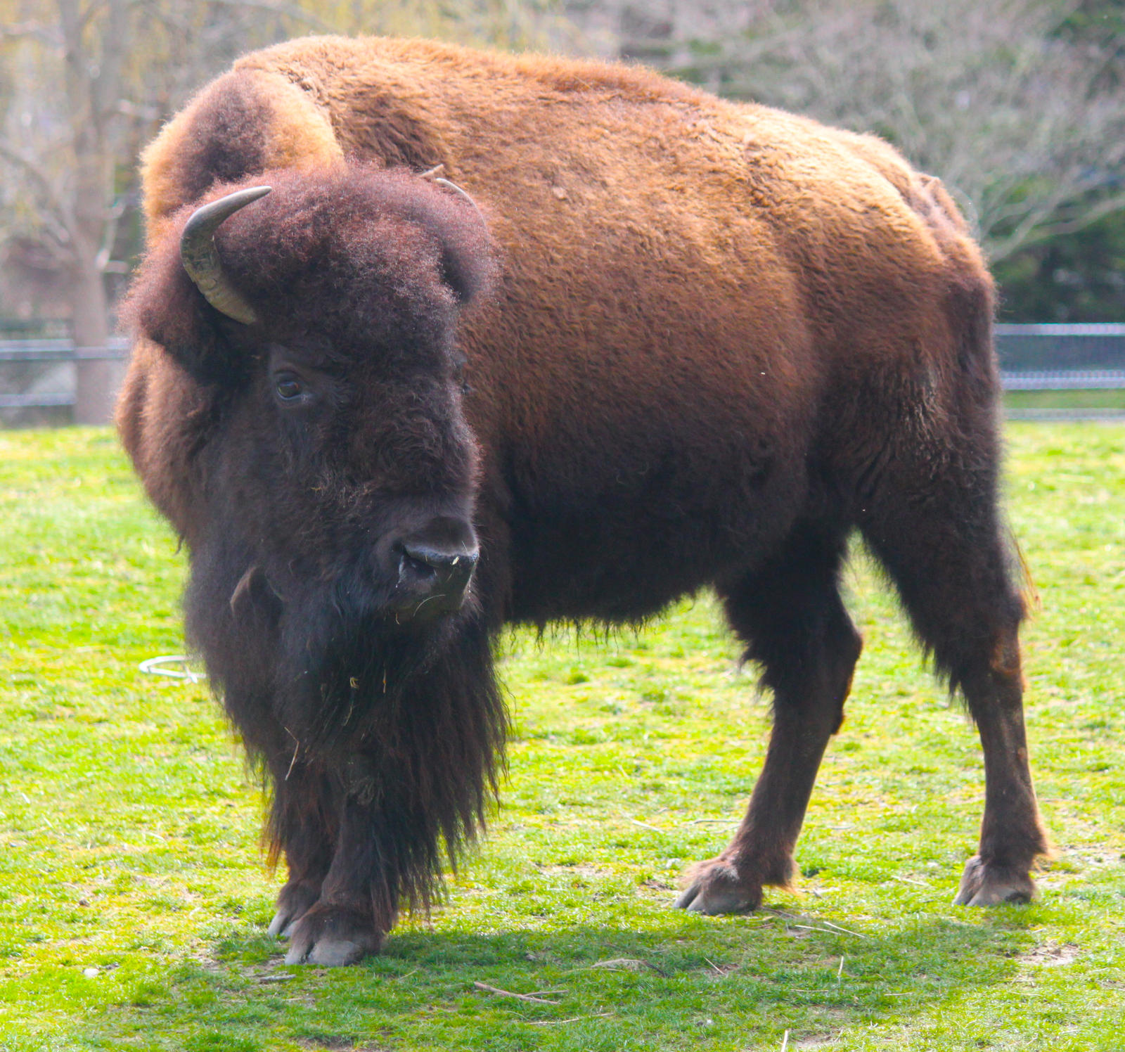 Mighty Bison