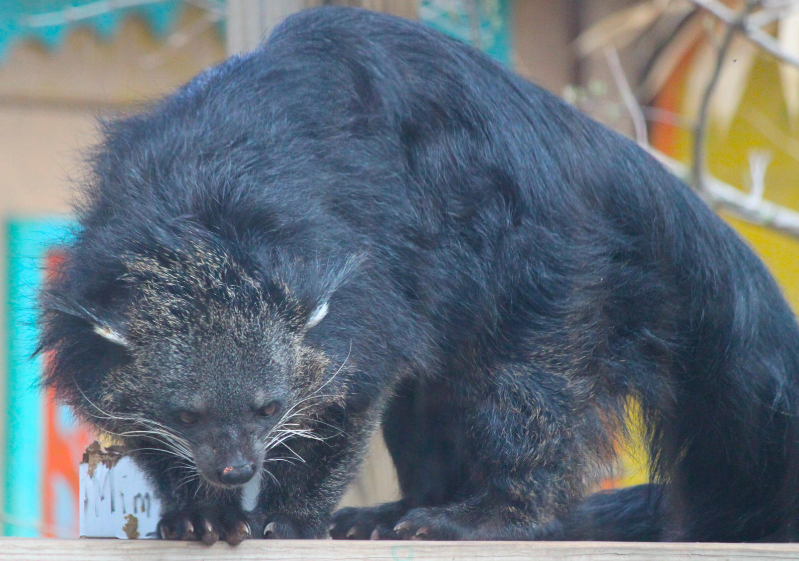 C J The Binturong