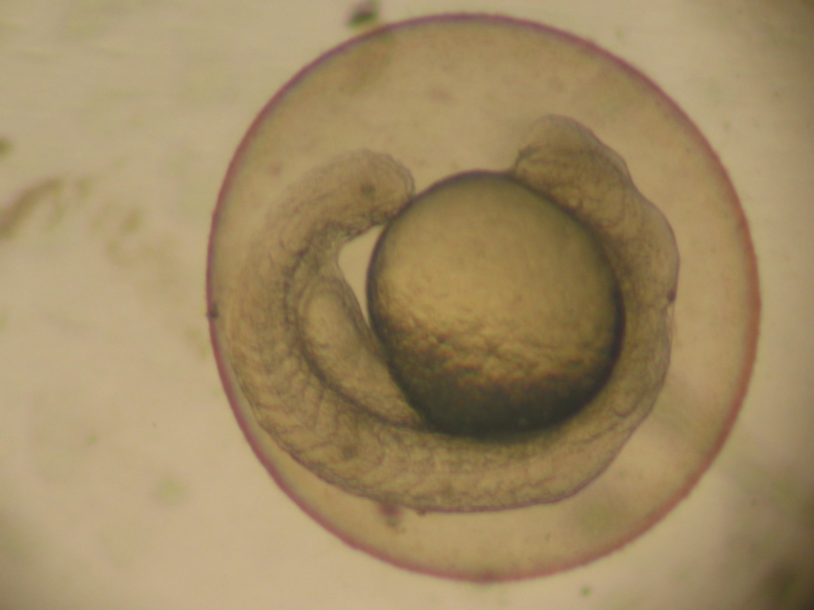 Zebrafish embryo