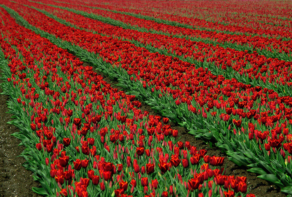 Tulip fields forever