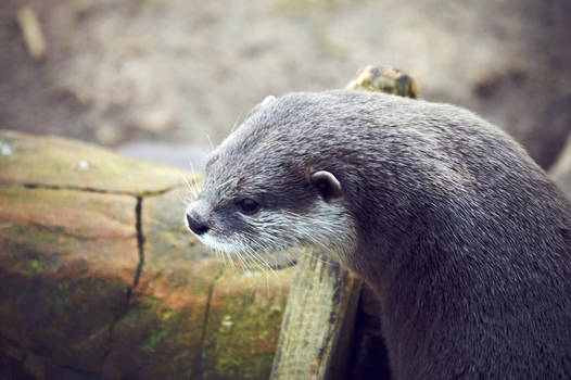 Otter