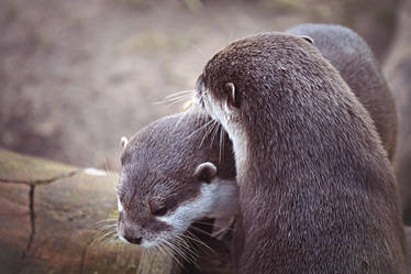 Otter 2