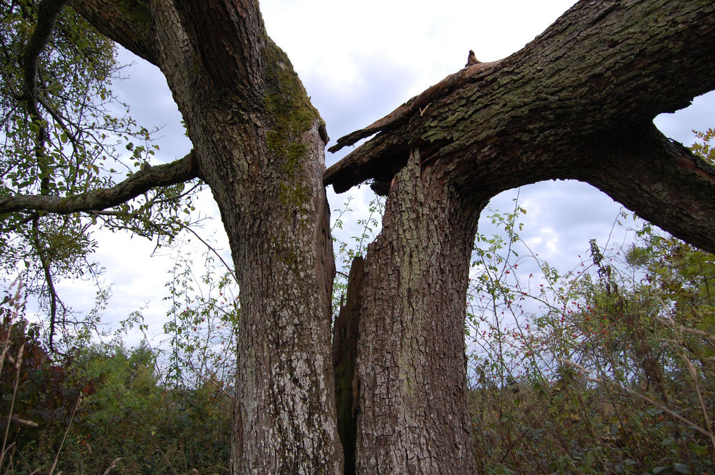 3 Megavolts By H4uz On DeviantArt 3-megavolts-by-h4uz-on-deviantart