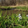 Storm Troopers in Swamp