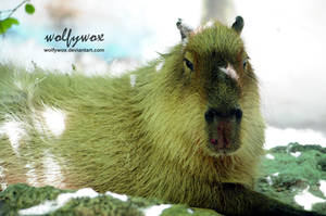 Capybara