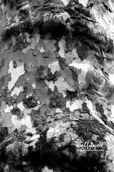 American Sycamore Bark