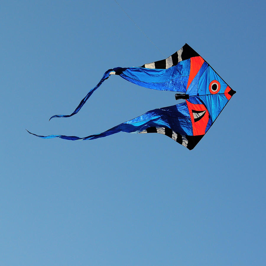 Kite fish by scubapic on DeviantArt