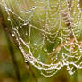 pearls on web