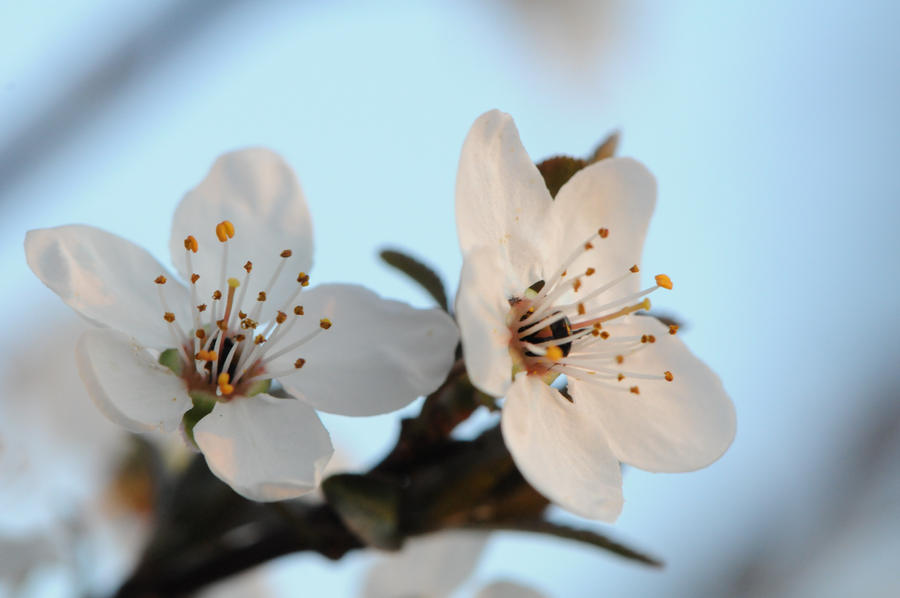 Double fleur