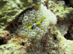 Clown et l'anemone a grosses tetines by scubapic