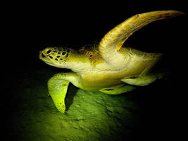 Turtle by night