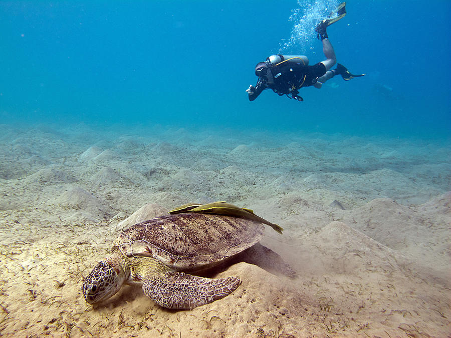 Turtle and diver