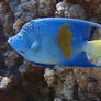 Geograph angelfish